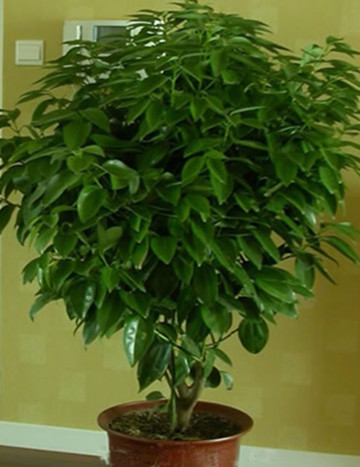 平安樹(shù)