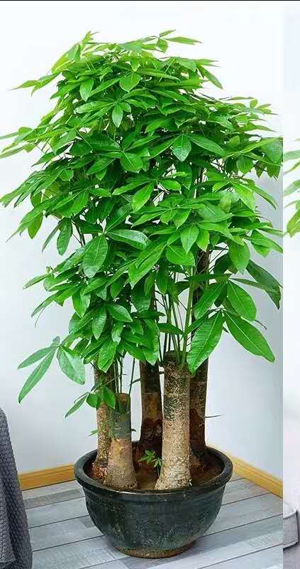五支發(fā)財(cái)樹