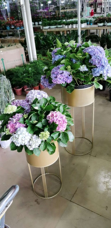 開(kāi)花植物