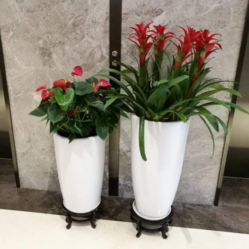開(kāi)花植物