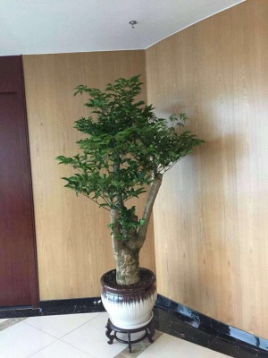 富貴樹(shù)
