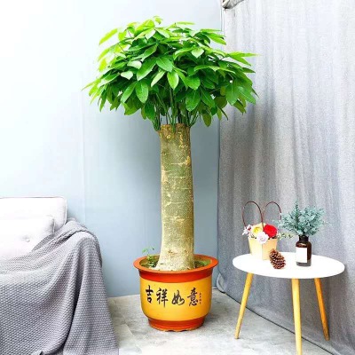 單支發(fā)財(cái)樹(shù)