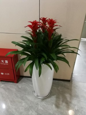 鴻運當(dāng)頭