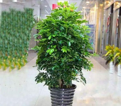 招財(cái)樹