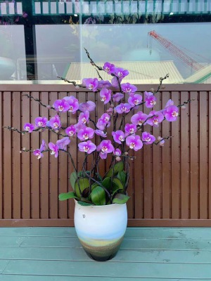 開(kāi)花植物