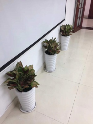 中型室內(nèi)植物